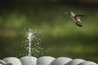 Hummingbird in flight