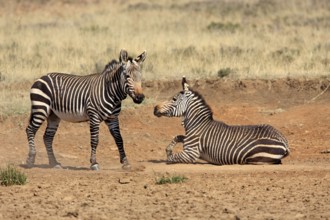 Cape mountain zebras (Equus zebra zebra), Mountain Zebra National Park, South Africa, Africa