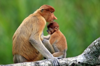 Proboscis monkeys (Nasalis larvatus), female and young, Labuk Bay, Sabah, Borneo, slender monkeys,
