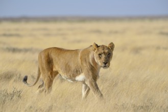 Lioness (Panthera leo) in dry grassland, Etosha National Park, Namibia, Africa