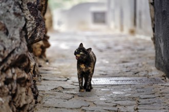 Stray cat hissing in narrow alley, Old Town of Mojácar, Almería, Andalucia, Spain, Europe