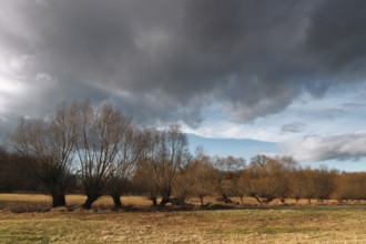 Pollarded willows along a ditch in a meadow, Middle Elbe Biosphere Reserve, Saxony-Anhalt, Germany,
