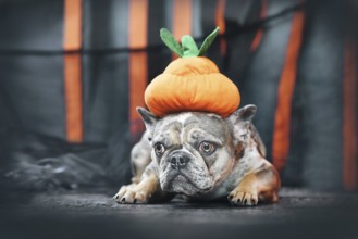 Merle French Bulldog dog wearing Halloween pumpkin costume hat in front of black and orange paper