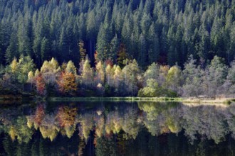 Trees reflected in the Sankenbachsee, Karsee, autumn, near Baiersbronn, Freudenstadt district,