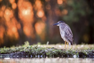 Black crowned night heron (Nycticorax nycticorax) at the water's edge in sunrise, juvenile,