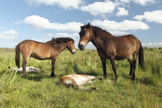 Exmoor ponies, mares with foals