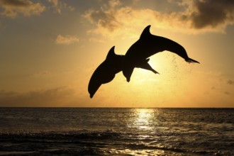 Bottlenose Dolphins (Tursiops truncatus), Honduras, Central America