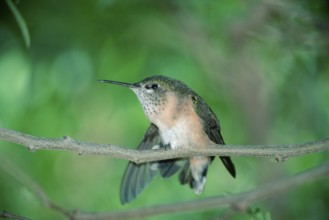 Calliope hummingbird, female, Sonora Desert, Arizona (Stellula calliope), USA, North America