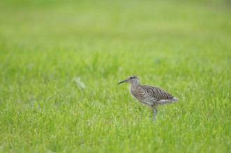 Curlew, young bird, Dingdener Heide nature reserve, North Rhine-Westphalia, Germany, Europe