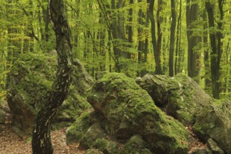 Forest and rocks with moss, birch trunk, spring, Bremthal, Eppstein, Taunus, Hesse, Germany, Europe