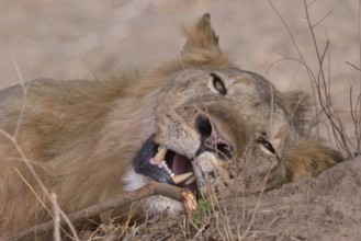 Resting maned lion (Panthera leo), Nsefu sector, South Luangwa National Park, Zambia, Africa