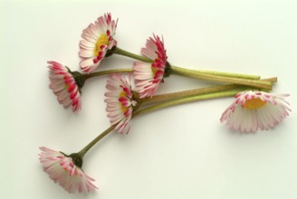 Common daisy (Bellis perennis), medicinal plant, naturopathy classifies the daisy among other