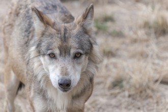 Portrait of a Mongolian wolf (Canis lupus chanco) in Gevaudan Park. Marvejols, Cevennes, France,