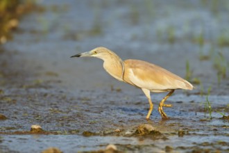 Squacco heron (Ardeola ralloides) in a paddy field, hunting, ebro delta, Catalonia, Spain, Europe