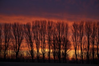 Winter row of trees in the morning glow, Lower Rhine, North Rhine-Westphalia, Germany, Europe