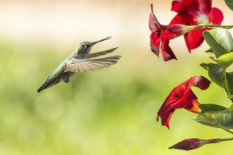 Hummingbird in flight
