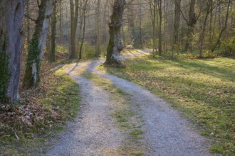 Public park with path and bench in spring, Amorbach, Odenwald, Bavaria, Germany, Europe