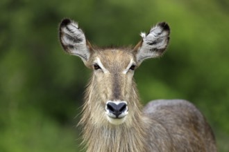 Ellipsipse waterbuck, female, Sabi Sabi Game Reserve, Kruger National Park, South Africa (Kobus