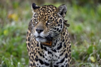 Jaguar (Panthera onca) with radio collar, Conservation Land Trust breeding station, Iberá Project,