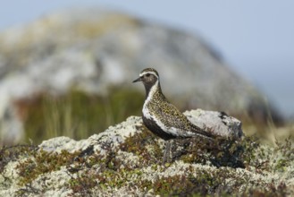 European golden plover (Pluvialis apricaria), camouflaged in tundra vegetation, Northern Norway,