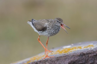 Redshank warns on stone, shouting, Öland Island, Sweden, Europe