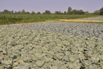 Cabbage crops (Brassica oleracea alba) on the Route de la Choucroute, Sauerkraut Route, near