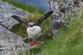 Atlantic Puffin or Common Puffin (Fratercula arctica) flapping its wings, Runde, Møre og Romsdal,