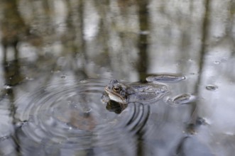Grass frog, male, North Rhine-Westphalia, Germany, Europe