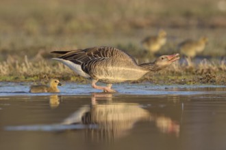 Greylag goose (Anser anser) with chick, threatening, in the water, Burgenland, Austria, Europe