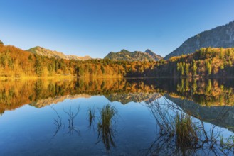 Freibergsee, near Oberstdorf, with the Allgäu Alps behind, Allgäu, Bavaria, Germany, Europe