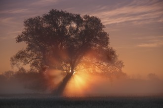 Foggy atmosphere with backlight in the morning, Middle Elbe Biosphere Reserve, Saxony-Anhalt,