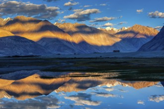 Himalayas on sunset with camel caravan. Hunber, Nubra valley, Ladakh, India, Asia