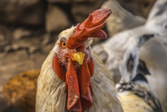Look of a white rooster with a red crest in the mountain of the Basque country
