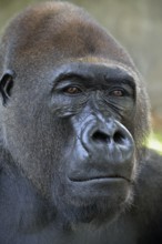 Western Lowland Gorilla (Gorilla gorilla gorilla), animal portrait, male, Silverback, captive,