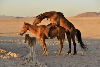 Namib desert horse, wild horses (Equus ferus), mating, foal, near Aus, Karas Region, Namibia,