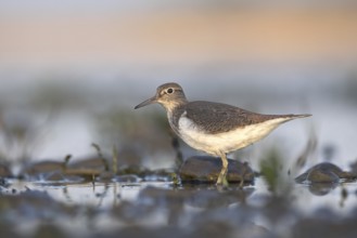 Common sandpiper foraging in shallow water