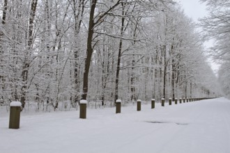 Snow-covered forest path, Middle Elbe Biosphere Reserve, Saxony-Anhalt, Germany, Europe