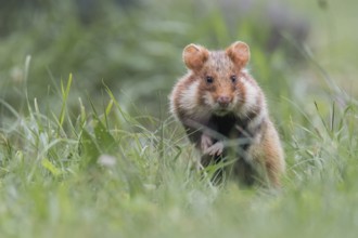 European hamster (Cricetus cricetus), sits in meadow, Neusiedeler See National Park, Burgenland,