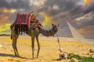 A beautiful camel in the Pyramids of Giza, the oldest Funerary monument in the world. In the city