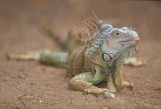 Common Iguana (Iguana iguana), Honduras, Central America
