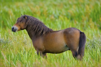 Exmoor pony, stallion