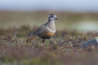 Eurasian Dotterel (Charadrius morinellus), tundra vegetation, Finnmark, Norway, Europe