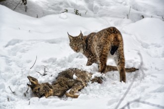 Eurasian lynx (Lynx lynx) cuts up prey deer, feeding scene in the snow, Neuhaus Wildlife Park in