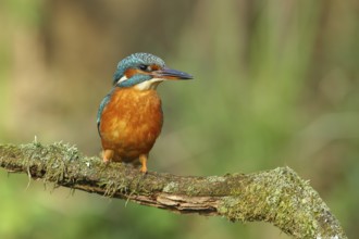 Common kingfisher (Alcedo atthis), female on mossy branch on perch, Wilden, North Rhine-Westphalia,