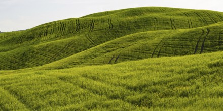 Landscape at sunrise around Pienza, Val dOrcia, Orcia Valley, UNESCO World Heritage Site, Siena