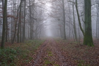 Forest path at foggy morning, Kreuzwertheim, Spessart, Bavaria, Germany, Europe