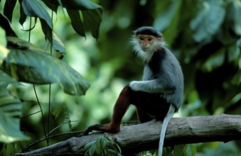 Red-shanked Douc (Pygathrix nemaeus) Langur