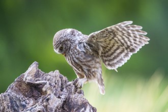 Little Owl (Athene noctua) Hungary