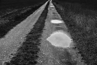 A path with puddles, Upper Weser Valley, Weser Uplands, Weserbergland, Hesse, Germany, Europe