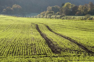 Rural landscape near Gewissenruh, Wesertal, Weser Uplands, Weserbergland, Hesse, Germany, Europe